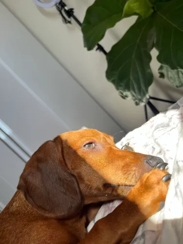 Procuro fêmea de dachshund para cruza