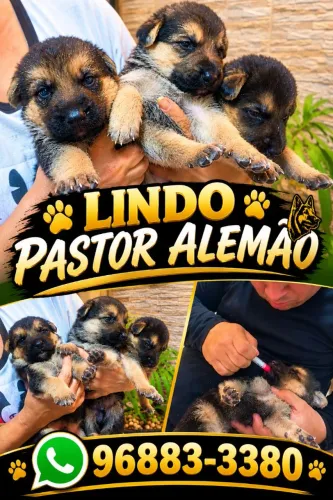 Filhotes Pastor Alemão ZAP *