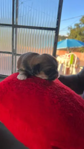 Filhotes Lhasa apso