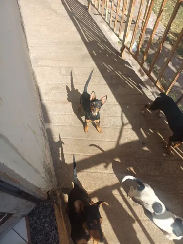 Filhotes para doação