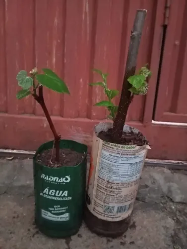 Uva e amora feitas por estarquia 10 reais cada