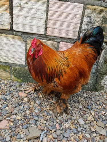 Galo Brahma