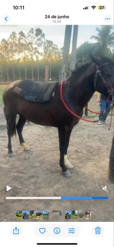 Cavalo preto marcha picada a venda
