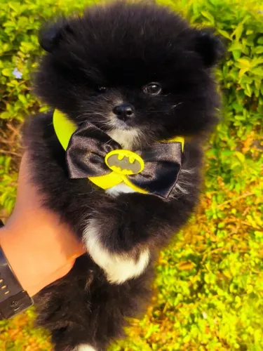 Spitz Alemão Preto com Branco - Filhote Macho 58 Dias