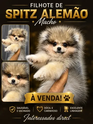 Cachorro 
