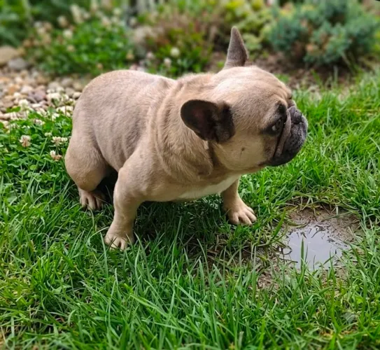 Bulldog Francês Fêmea Castrada