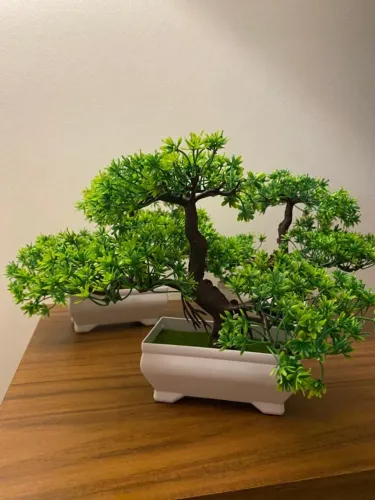 Bonsai Natural - Planta Ornamental para Decoração de Casa e Escritório