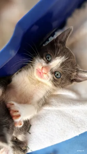 Gatinhos pra Adoção