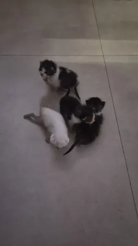 4 gatinhos para adoção responsável