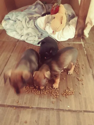 FILHOTE PINSCHER MACHO-ITANHAÉM