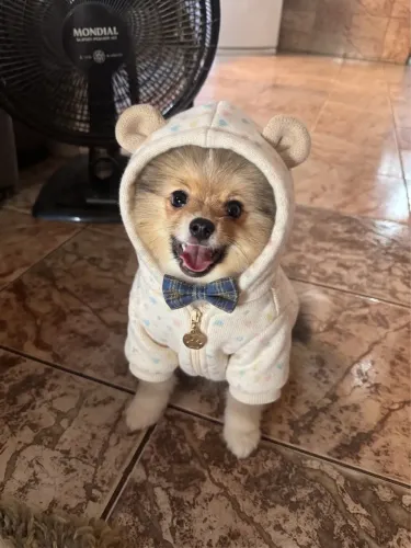 Spitz alemão/ Lulu da Pomerania ? Alerta de Fofura Máxima: O Seu Novo Melhor Amigo Chegou!