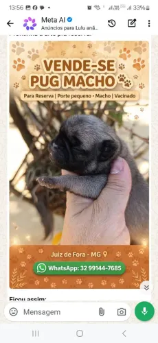 Pug macho para reserva 