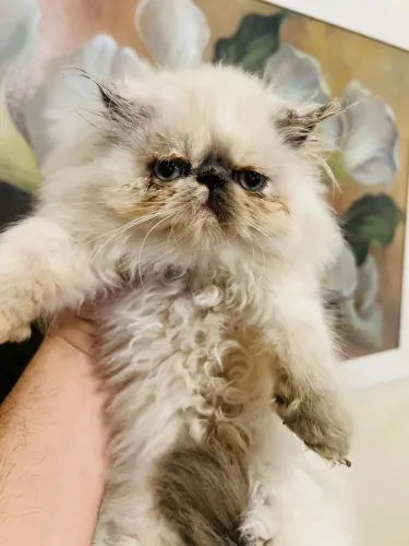 Gatinho lindo