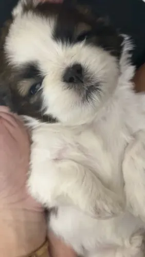 Shih Tzu Seu colo tem espaço para mais amor?