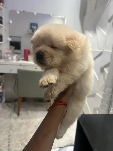 Chow chow Fêmea ótima linhagem 