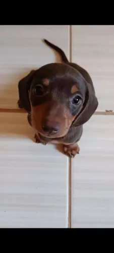 Filhote de dachshund fêmea chocolate