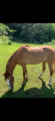 CAVALO MANGA LARGA MARCHADOR PURO