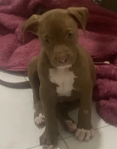 Filhote pit bull