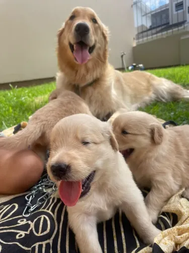 golden retriever disponivel