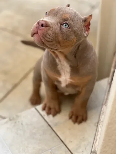 AMERICAN BULLY MICRO - GENÉTICA PREMIUM - MACHO TRILILAC