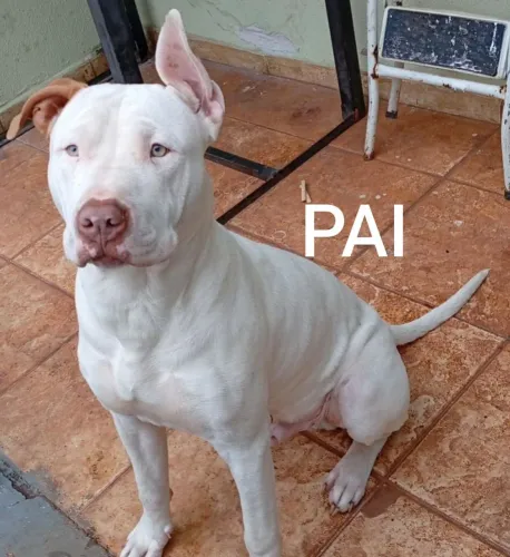 Americam pitbull Terrier