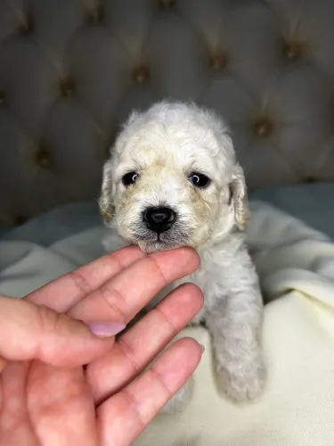 Poodle micro 