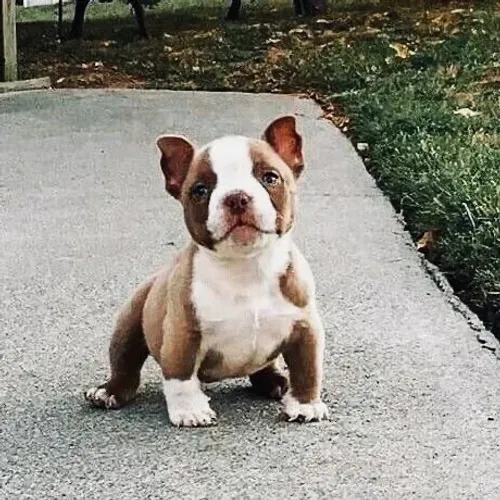 American Bully - Uma Companhia Que Faz Qualquer Dia Melhor 