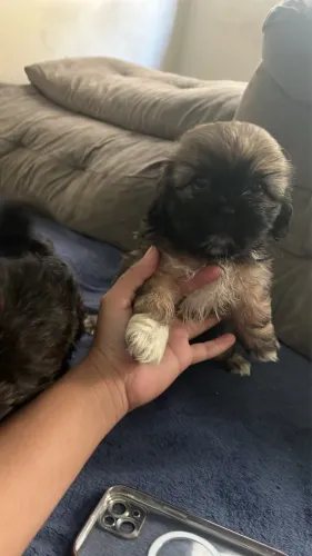 Shitzu machinho disponível