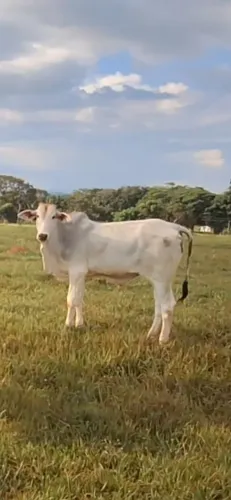 Vendo Garrotes em Goiânia 