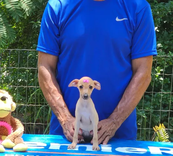 Galgo Italiano Somente Fêmeas cor clara