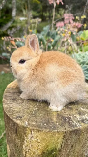 Coelho anão Netherland dwarf macho