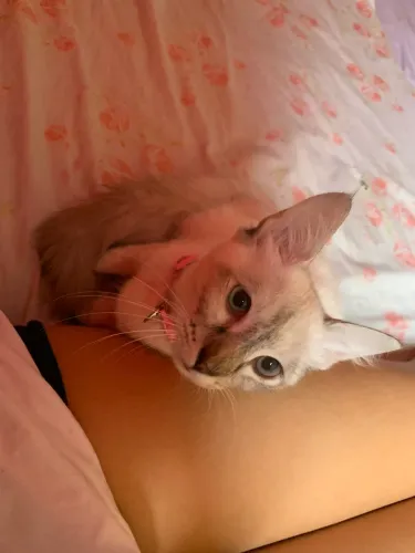 Doa-se gatinha