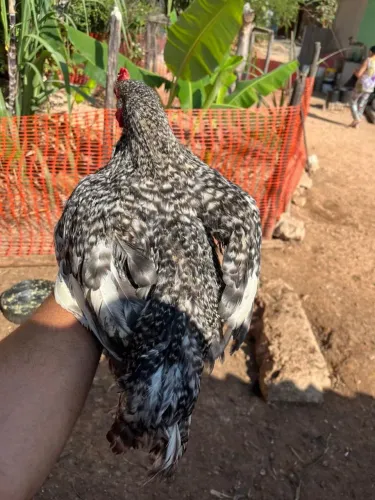 Frango brahma...