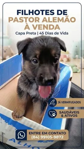 Filhote de pastor alemão capa preta