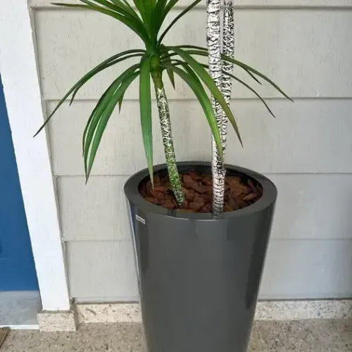 Vaso Grande Dracena Alta Planta Artificial