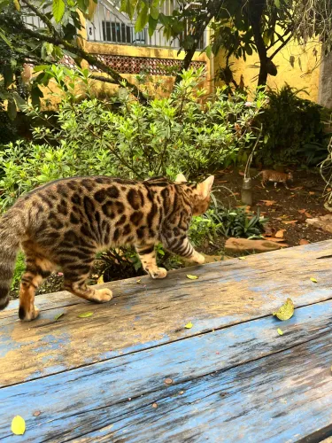 Filhotes Bengal