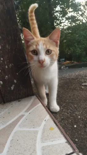 Gato macho para adoção