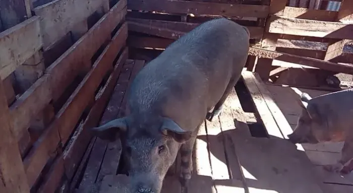 Porco meia seva