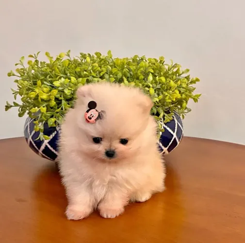 Spitz alemão