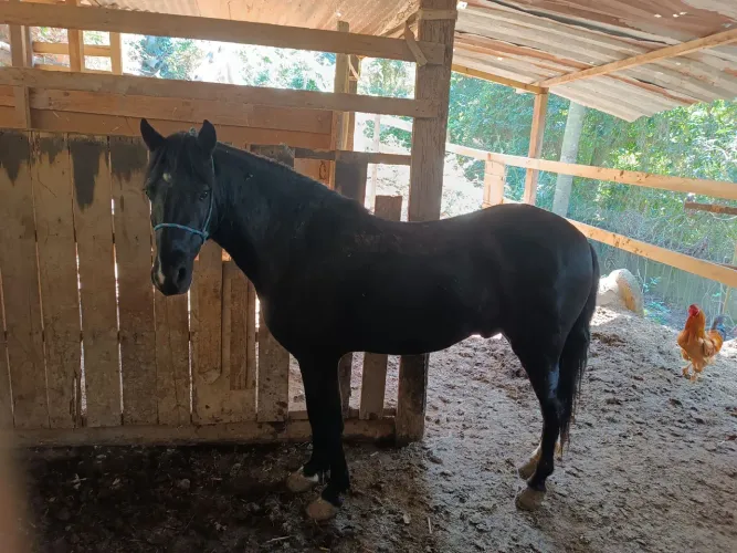 Cavalo Piquira!