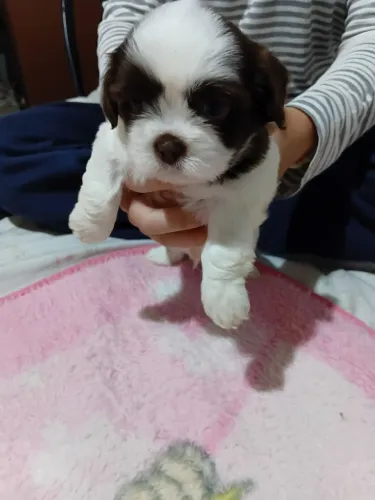 Vendo filhotes Lhasa apso