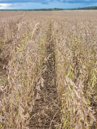 Fazenda de arrendamento 1.000 hec em nova Maringá MT. 