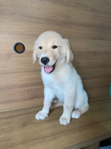Golden Retriever promoção 