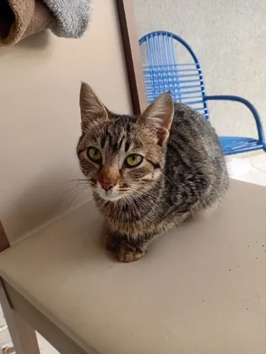 Gatinha pra doação 