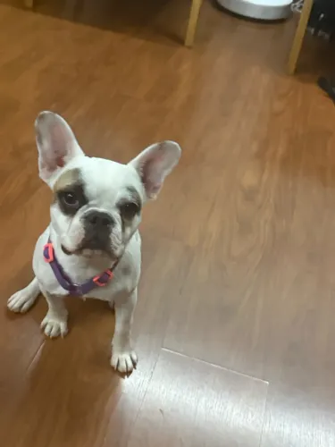 Buldogue francês fêmea