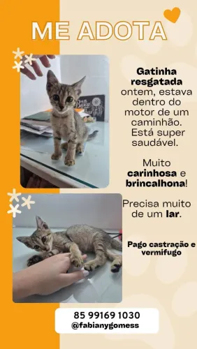 GATO FILHOTE PARA ADOÇÃO | PAGO CASTRAÇÃO E VERMIFUGO