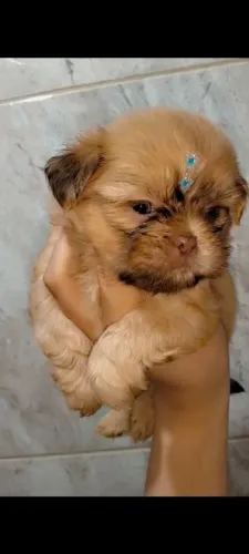 Shihtzu micro macho chocolate olhos verdes