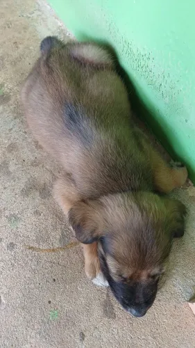 Adoção do cachorrinho