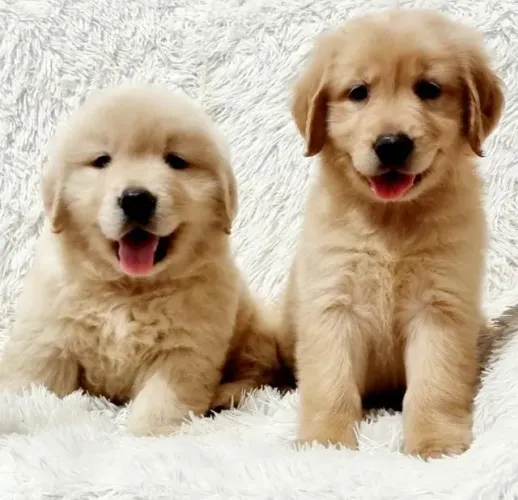 Golden retriever vacinas em dia