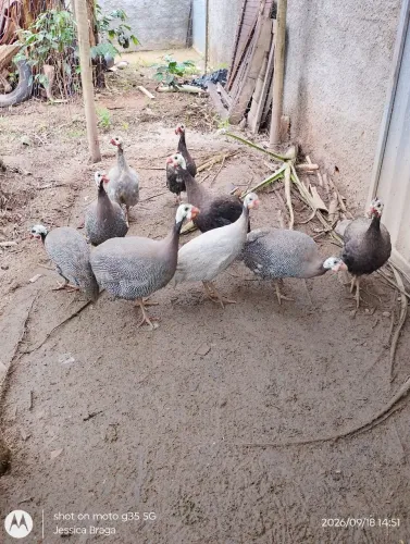 Vendo